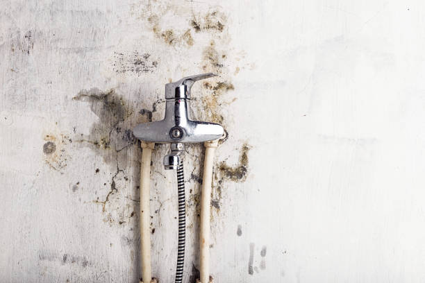 Best Residential Mold Removal  in Dortches, NC
