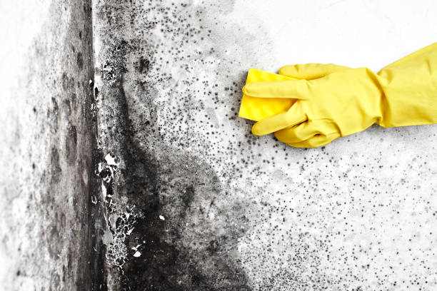 Best Mold Testing and Removal  in Dortches, NC