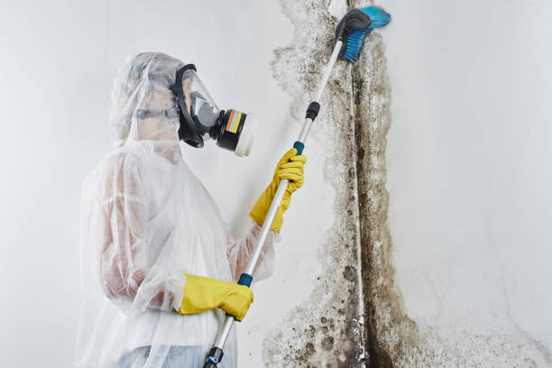 Best Same-Day Mold Removal  in Dortches, NC
