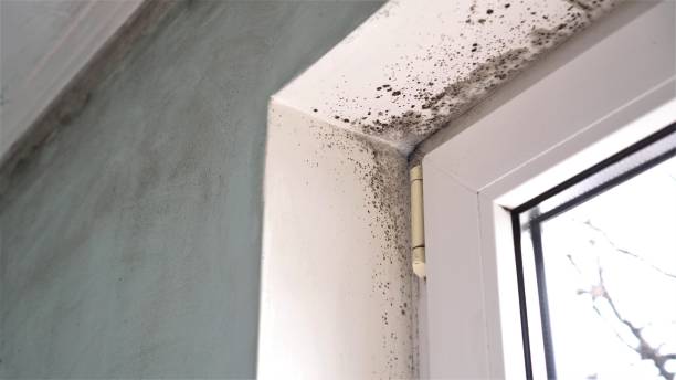 Professional Mold Removal in Dortches, NC