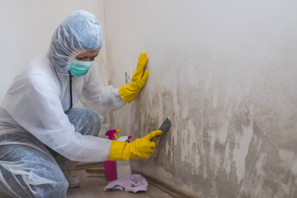 Best Certified Mold Removal  in Dortches, NC