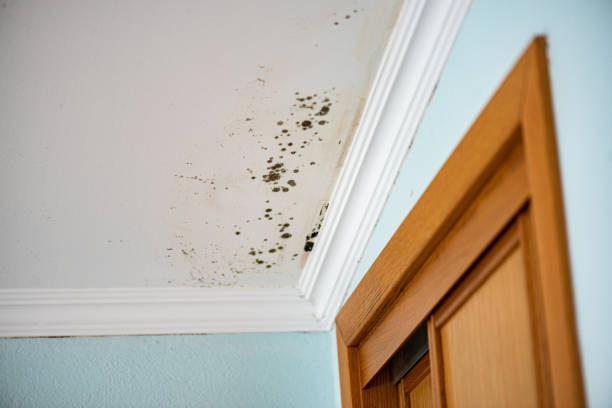 Home Mold Removal in Dortches, NC