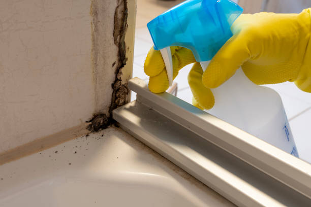 Best Mold Remediation  in Dortches, NC