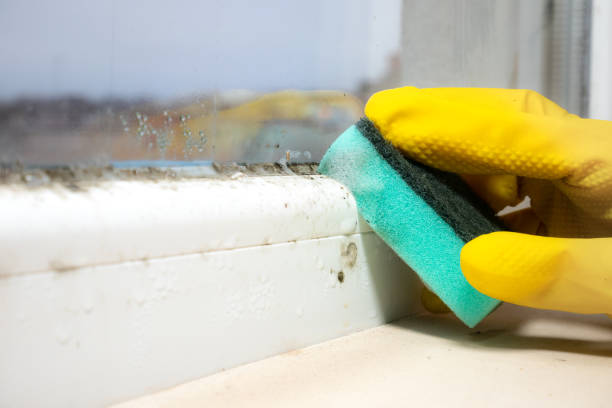 Best Mold Damage Repair  in Dortches, NC