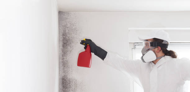 Best Best Mold Removal Companies  in Dortches, NC