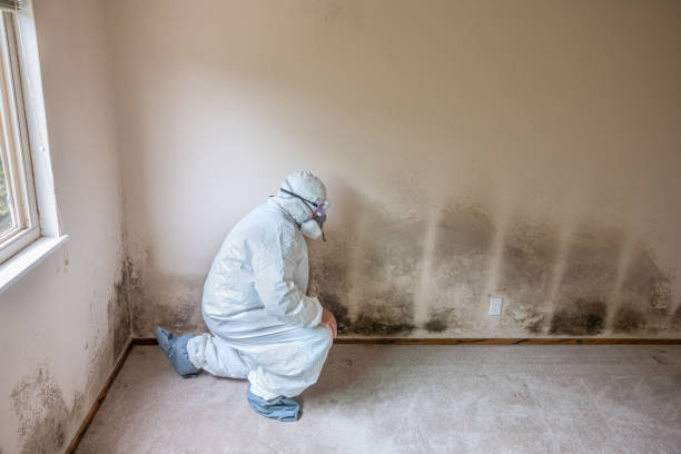 Best Professional Mold Removal  in Dortches, NC