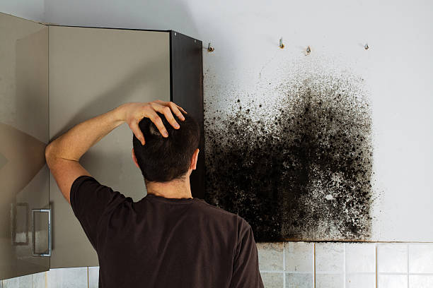 Mold Removal Process in Dortches, NC