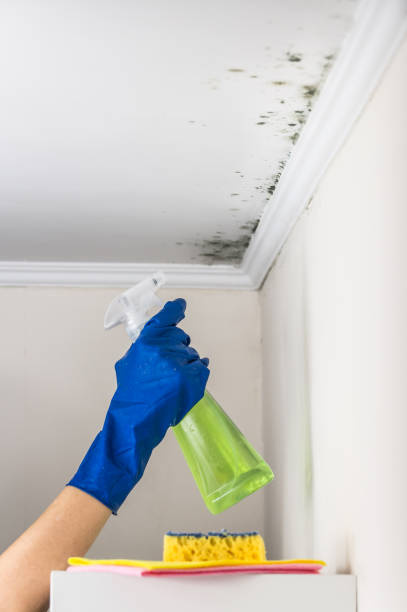 Best Same-Day Mold Removal  in Dortches, NC